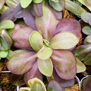 食虫植物-苹果交圆切捕虫堇 植株大 生长快 捕虫强新手必备