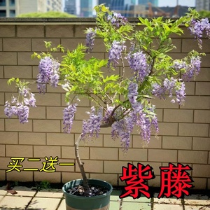 紫藤树苗紫藤花树苗盆栽花卉庭院地栽爬藤植物开花不断紫藤萝围墙