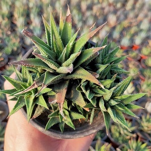 芦荟盆栽十二卷