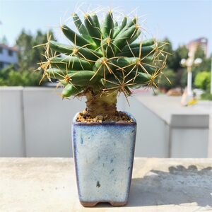 金星仙人球多肉植物庭院根快新手容易养护阳台办公桌净化气防辐射