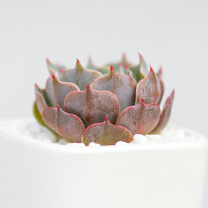 徐大叔精养多肉植物|卡特斯 韩国防辐射桌面绿植花卉盆栽大棚