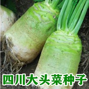 大头菜种子 四川芥菜种籽大头萝卜腌制泡菜咸菜 秋季田园蔬菜种孑