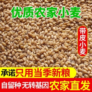 山东农家优质带皮冬小麦粒自留种可食用2023新货生麦5斤熬粥磨面