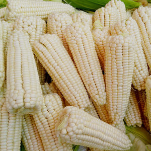 云南白糯玉米新鲜现摘当季嫩黏棒子粒食花糯甜包谷蔬菜整箱包邮
