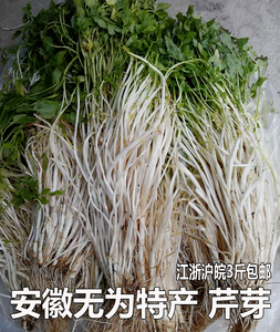 安徽特产芹芽水芹菜白芹挖农家野生新鲜时苓蔬菜3件包邮