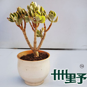 三色花月锦老桩三色玉树锦阳台窗台好养绿植净化空气一物一拍