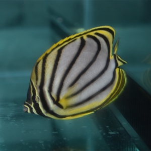 黑风车碟 黄金鲽 三间火箭 海水鱼活体 海水生物活体 火柴头