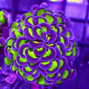 新手珊瑚lps双色榔头软体玫瑰金绿金荧光绿榔头珊瑚活体海缸海水