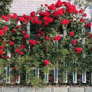 北方耐寒藤本月季 鲁硕红 室外庭院植物 盆栽地栽南北方庭院花卉