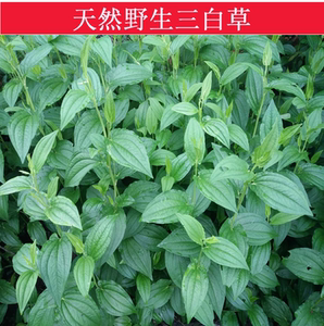 三白草野生