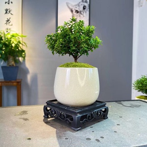 楠木盆栽小叶赤楠盆景造型金丝楠木盆景小叶桢楠树苗吸甲醛46人付款7