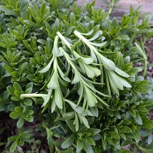 特色保健菜三七500g养心菜救心菜景天三七新鲜嫩茎叶高钙菜包邮