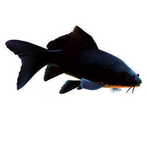 特价冲量淡水观赏鱼铁包金活体黑金锦鲤鱼招财活鱼镇宅包邮送鱼粮