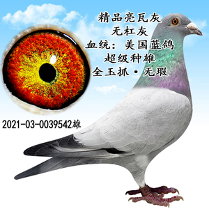 信鸽/成绩鸽/活体鸽子/种鸽一对/血统鸽/名家天落鸟/杨阿腾/吴淞