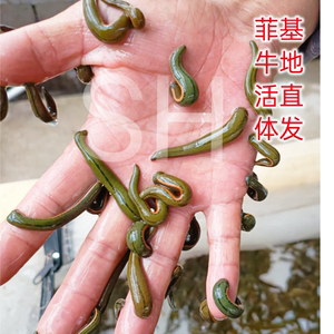 50tb4599511_2011淘宝医用放血 吸血水蛭 清养活体菲牛蛭 金边蚂蝗