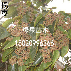 出售奇特果树 拐枣苗 当年结果苗 神奇果树苗鸡爪子 万寿果金钩子