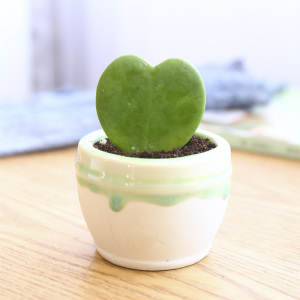 心叶球兰多肉植物一片心盆栽心形室内植物花卉办公桌绿植礼品礼物