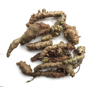 现采新鲜草药野生藤三七土三七盆栽嫩枝叶种牙种子球鲜果