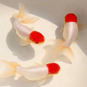 00tb270517461淘宝鸿运当头鱼精品丹顶鹅头红宫廷鹤顶红观赏鱼金鱼