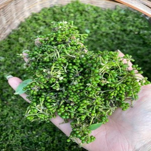 贵州省湖南农产品食用新鲜木姜子花苞野生山胡椒山苍子酸汤料1斤