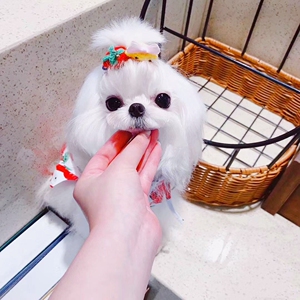 纯种赛级马尔济斯幼犬活体长毛迷你马尔济斯茶杯体西施犬蝴蝶犬