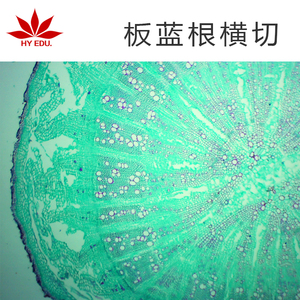 板蓝根横切 显微镜生物切片 物植物细胞标本 学生实验 成像清晰