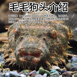 毛毛狗头鱼包邮