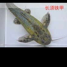 艾温铁甲武士鱼