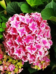 【花间集】魔幻小丑 14cm大花绣球 复色可调色花园楼顶盆栽花卉