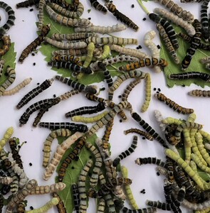 蚕宝宝稀有品种油龙茶斑龙角斑马活体一龄活虫金丝蚕