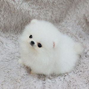 a出售黄白博美俊介长不大活体茶杯口袋狗小型袖珍宠物狗幼犬