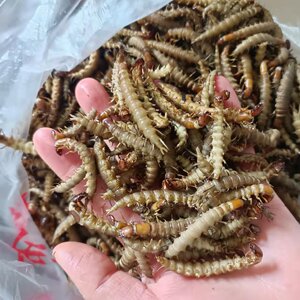 爬沙虫食用虫水蜈蚣鲜活速冻夹板虫高白质水产绿色食品100条装