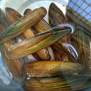 矛蚌河蚌观赏贝小河蚌鲜活淡水除藻螺净水蚌