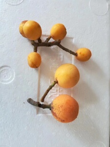 塘栖枇杷红毛丫头个小甜当季水果果农直售芝麻点主产区一姚家埭村