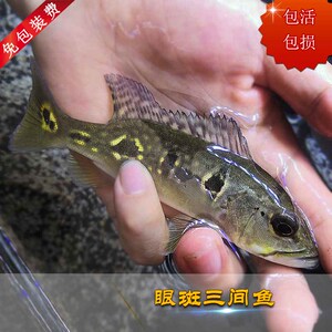 蓝帆眼斑三间鱼
