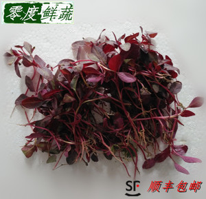 火红苗