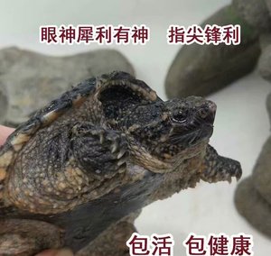 凶猛乌龟宠物 北美 杂佛鳄龟 鳄鱼龟活体 食用小鳄龟苗(幼苗)爆刺
