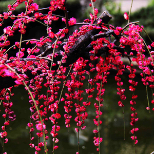 dabing437淘宝锦红垂枝梅*春红梅朱砂梅花树苗庭院可阳台盆景盆栽