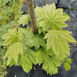 羽团扇 新羽团扇 白泽槭类 庭院里的名贵枫树品种 比月升红枫搭配