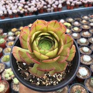沙拉碗法师多肉植物万圣节群生多头