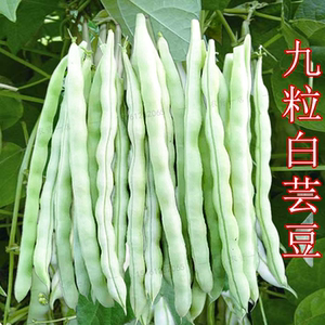 特嫩九粒白芸豆架豆种子白不老来少无筋架豆王地豆种子春播蔬菜孑