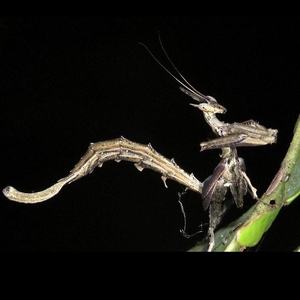 龙螳螂 儿童宠物 异宠 活体爬宠