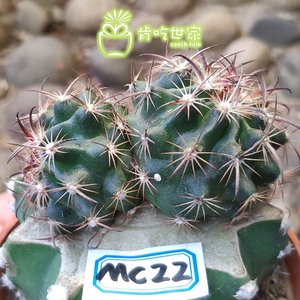 虎爪玉 嫁接草球 仙人球 一物一拍【肯吃世家】