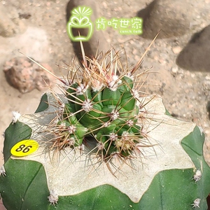 实生鹤巢丸嫁接草球 仙人球 一物一拍【肯吃世家】