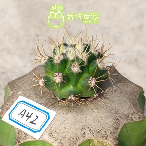 实生鹤巢丸 嫁接草球 仙人球 一物一拍【肯吃世家】