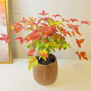 苏忆火焰南天竹红叶盆栽冬季耐寒花卉绿植阳台庭院红天竺彩叶盆景