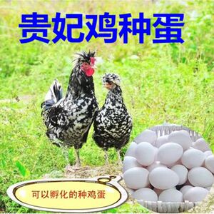 贵妃鸡蛋受精蛋可孵化贵妃鸡种蛋宠物鸡受精蛋可食用孵化10枚种蛋