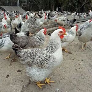 白芦花鸡种蛋受精蛋稻花鸡受精种蛋受精率高可孵化小芦花鸡