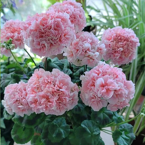 天竺葵带花苞重瓣