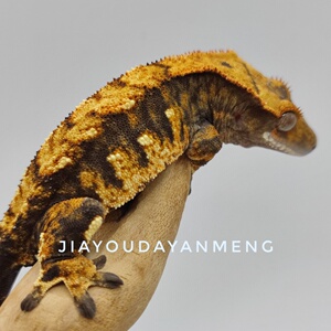 自繁小宠 睫角守宫黑底三色小丑公 宠物包活 温顺可爱治愈大眼萌